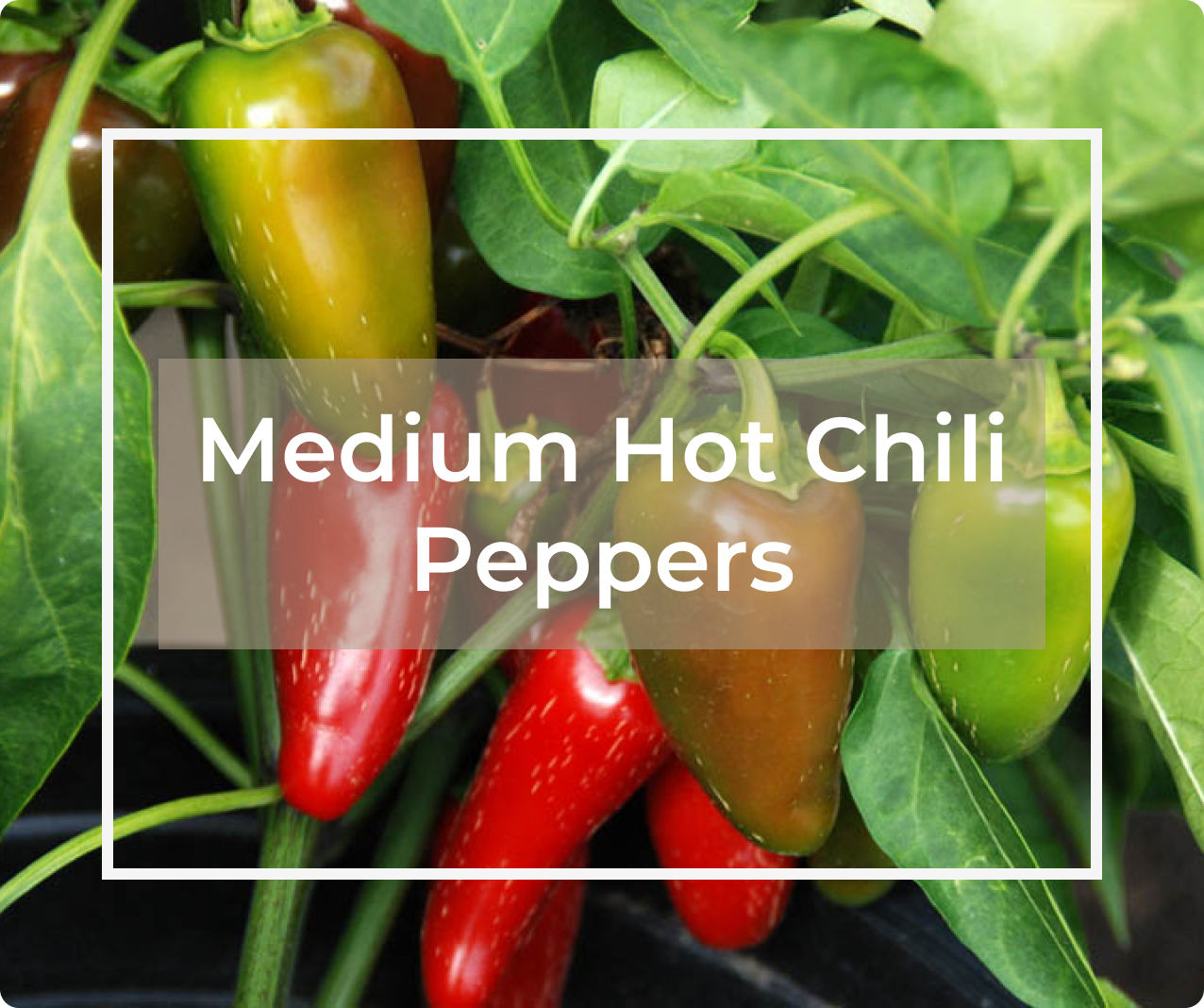 Medium Hot Chili Peppers